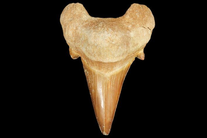 Fossil Shark Tooth (Otodus) - Morocco #103273